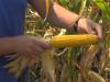 Горячая кукуруза: бизнес с минимальными вложениями Стартовые затраты — бизнес на кукурузе
