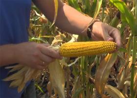 Горячая кукуруза: бизнес с минимальными вложениями Стартовые затраты — бизнес на кукурузе